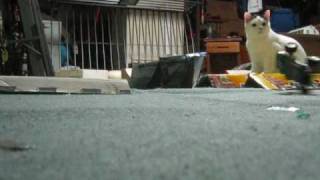 Losi Micro T Homemade Track Driving