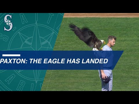 Bald eagle lands on Paxton during anthem
