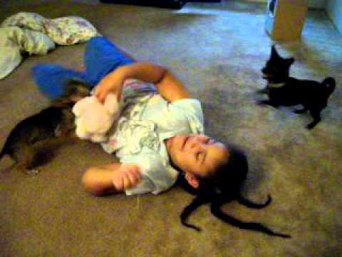 Zamira playing with our Chihuahua's Meela and Bella