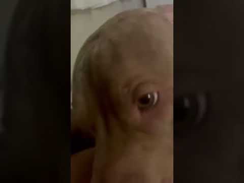 Puppy Groans Like An Old Man Who Just Worked 12 Hours 🤣