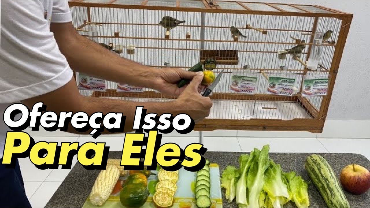 COMO CUIDAR DO SEU COLEIRO PAPA-CAPIM ALIMENTAÇÃO SAUDÁVEL 3/6