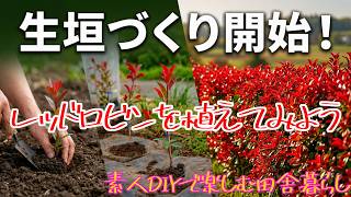 【田舎暮らし/素人DIY第一弾】レッドロビンを植えて生垣づくり開始！家の周りを赤く彩るレッドロビン生垣の植え付け作業！作業過程で気づいた点も紹介します＃バラ科の広葉樹　＃ベニカナメ