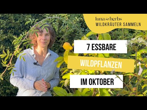 These 7 edible wild plants are a must-have for October