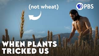 When Ancient Weeds Fooled Us