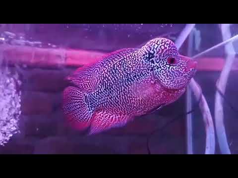 HG37 X RM30 SAMPLE PROGRESS SIZE 15 CM