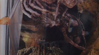 Instrawmental エエ Killarmy - Full Moon