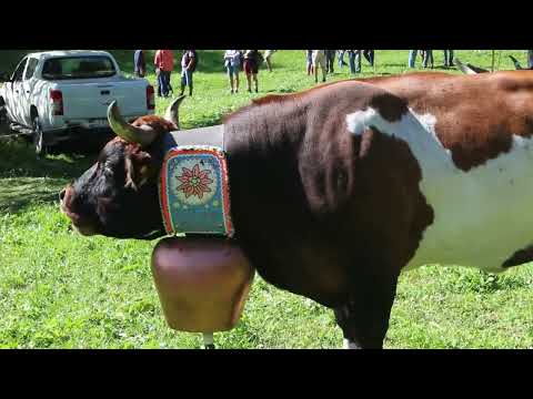 Pontechianale ritorno dall'alpe 2022 parte prima