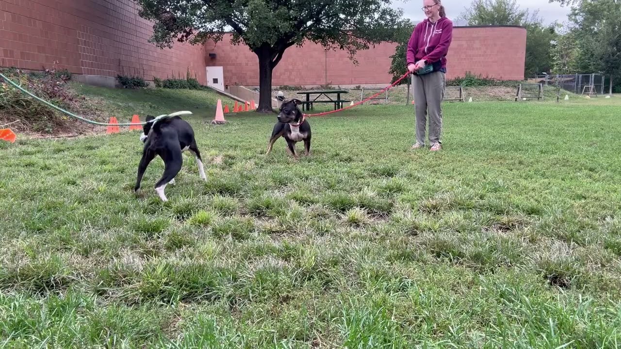 Niamh's Leash Test