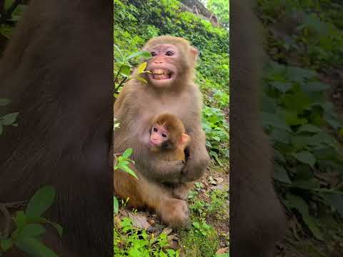 MonkeyZ | LOOK AT THE MONKEY ARE SO LOVELY | MUST SEE