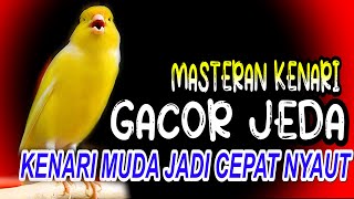 Download lagu MASTERAN KENARI GACOR DENGAN JEDA COCOK BUAT KENARI MUDA AGAR CEPAT NYAUT mp3