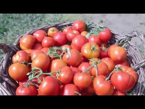 Producatori romani - episodul 1: Povestea rosiilor din Varasti