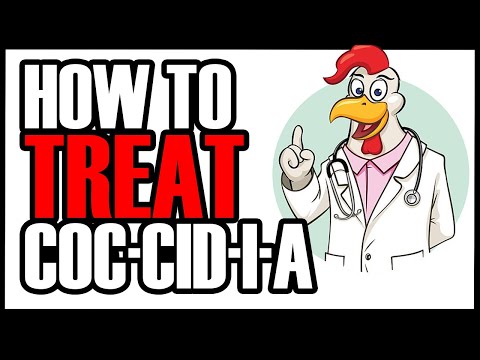 , title : 'TREATING YOUR CHICKEN FLOCK FOR COCCIDIOSIS WITH CORID | Symptoms and Treatment'