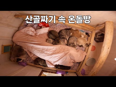 흙먼지에 구르면서 자란 고양이들과 온돌방에서 같이 자기
