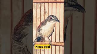 Download lagu Suara Burung SNIPER Memanggil Lawan mp3