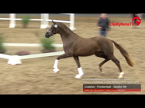 Hengst v. Livaldon - Fürstenball - Sandro Hit