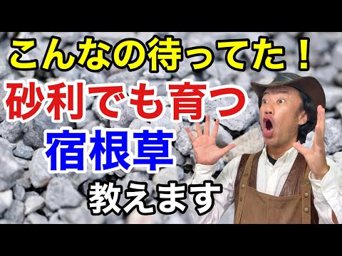 庭でのコーヒーかすの一般的な 3 つの用途 + 安全なガーデニングのために避けるべき 5 つの間違い!  庭園
