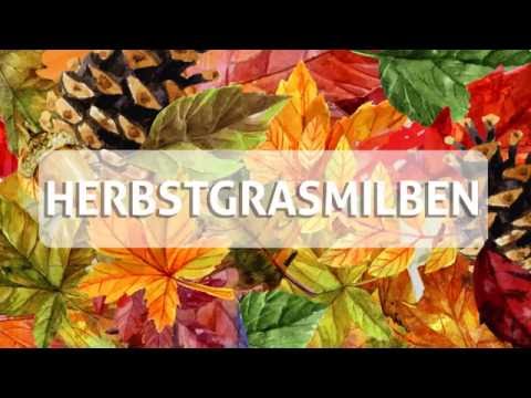 Wirbel manuelle Therapie der Halswirbelsäule Gänsefuß des Knies, die es und wie zu behandeln sind