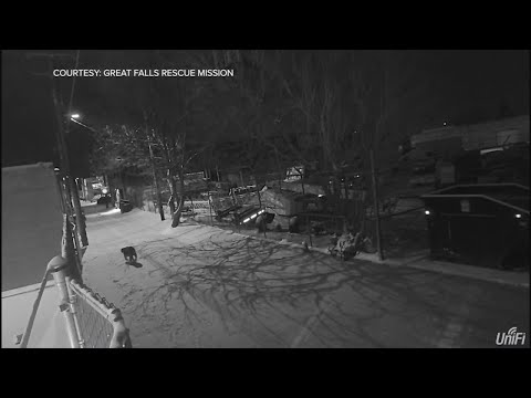 Mountain lion in Great Falls