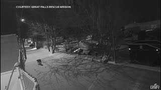 Mountain lion in Great Falls