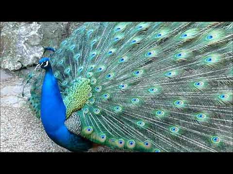 blauer Pfau ruft und schlägt Rad, call of a blue peacock, courtship display, scream Indian Peafowl