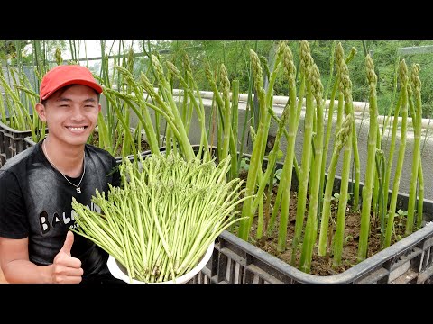 , title : 'This Is How I Grow Asparagus On The Terrace For More Sprouts, Fast Harvest'