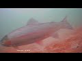 Video Thumbnail for Rainbow trout underwater footage | ? MOQCQGR ?