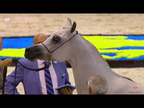 N 45 D FANNANAH   Dubai Arabian Horse Show 2020   Fillies 2 Years Old Class 3