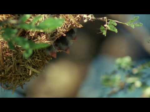 The Marabou Stork or One Wicked Evil Bird.