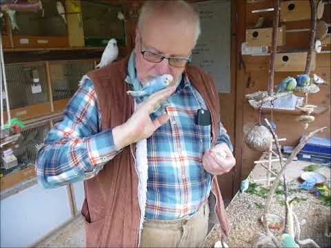 2018 01 27 Der Wellifluestererfilm des Tages