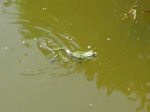 Frosch schwimmt im Teich - Frog swimming