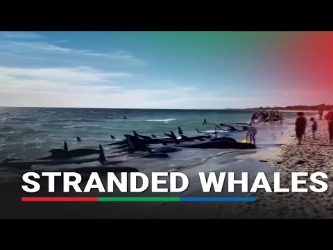 Over a hundred whales stranded on Australia's west coast
