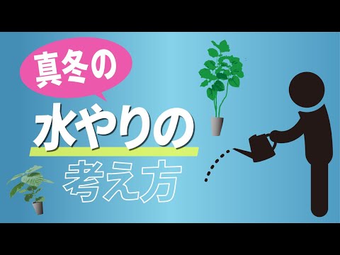 植物は冬の覆いの下で水をやるべきですか？はい、いいえ!  庭園