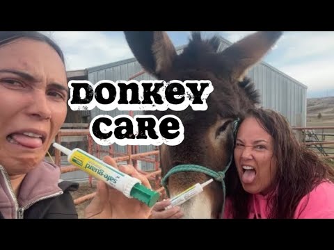 Osol domáci (Equus asinus) — video o chove a starostlivosti