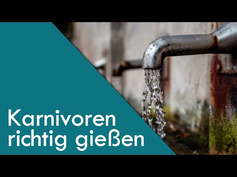 Wissen: Fleischfressende Pflanzen richtig gießen | Karnivoren