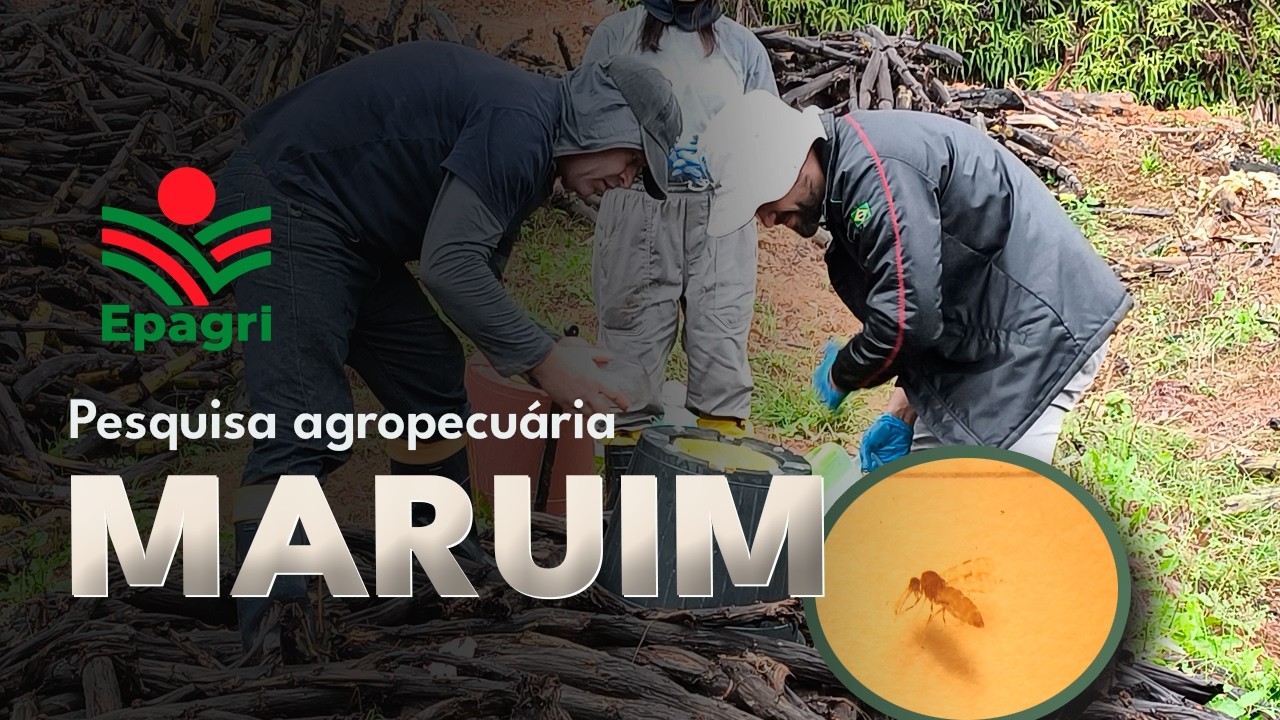 Enfrentamento ao maruim: Epagri atua em ações de manejo