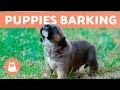 The Best PUPPIES BARKING COMPILATION 🐶 🔊 Cute and Adorable Puppy Barks!