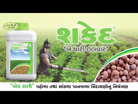 ADAMA's Shaked for weed control in Groundnut!