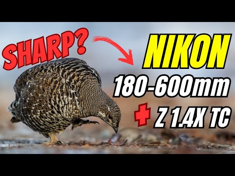 Nikon Z 180-600  - How does it perform with the Z 1.4 Teleconverter in the Field? Bird Photography !
