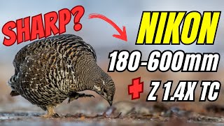 Nikon Z 180-600 - How does it perform with the Z 1.4 Teleconverter in the Field? Bird Photography !