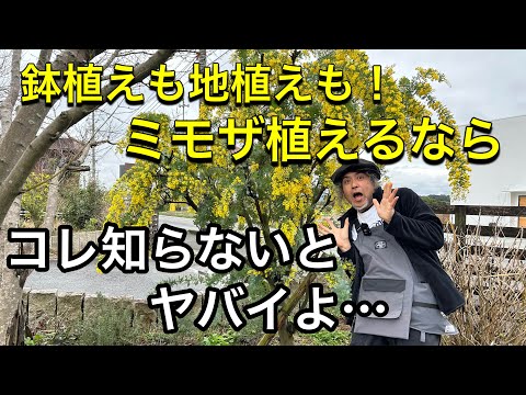 園芸 スノーウィー・リバー・ミモザ、スノーウィー・リバー・アカシア