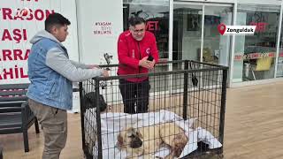 Kayıp Köpeğini Vurulmuş Olarak Buldu Şüpheli Tutuklandı