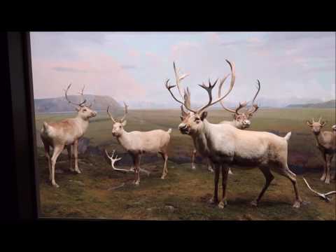 Hall of North American Mammals at Natural History Museum of Los Angeles County