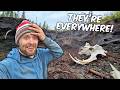 The Most Ice Age Bones Discovered In One Area