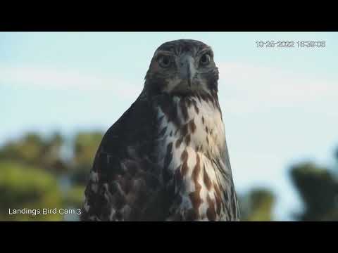Young Red-tailed Hawk Poses For Cam In Georgia! – Oct. 25, 2022