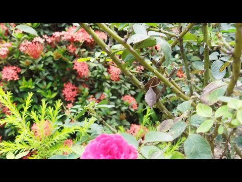 nature click# bengal NERSARY@naturewithnasrin 👆👆