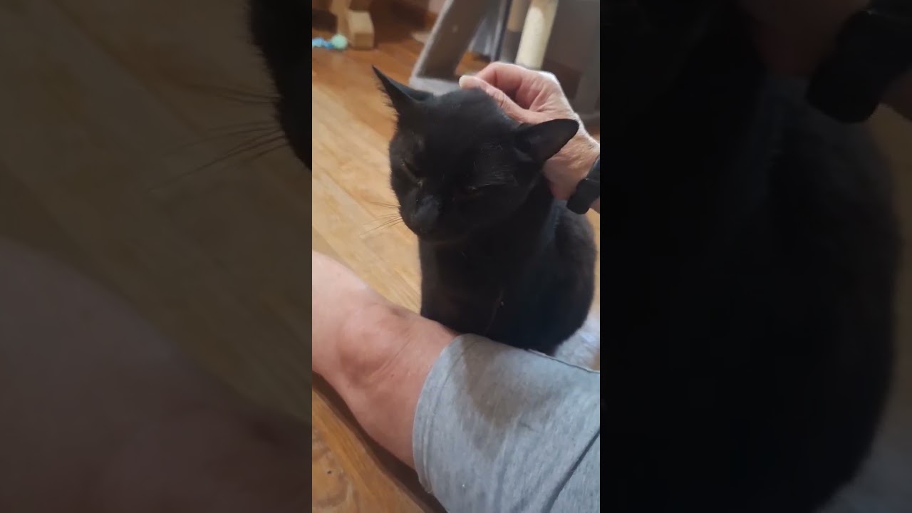 Enlarge Oscar, a Adoptable Domestic Short Hair in Woodlawn, TN video 5/5