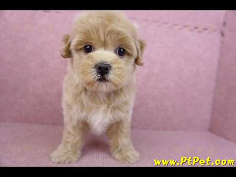 06/18馬爾泰迪母幼犬1號(高雄三民)