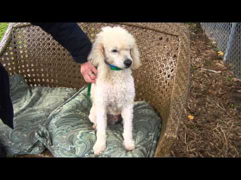 Waylon, an adopted Poodle in Houston, TX_image-1