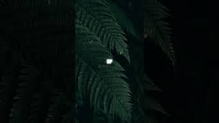 Download lagu Novocaine - Shiloh Dynasty ¦ Lyrics Edit - Slowed Reverb ¦ #music #lofi #asthetic #slowed #novocaine mp3 Download lagu Novocaine - Shiloh Dynasty ¦ Lyrics Edit - Slowed Reverb ¦ #music #lofi #asthetic #slowed #novocaine mp3