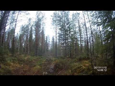 Lehmän kaato 10 11 2017